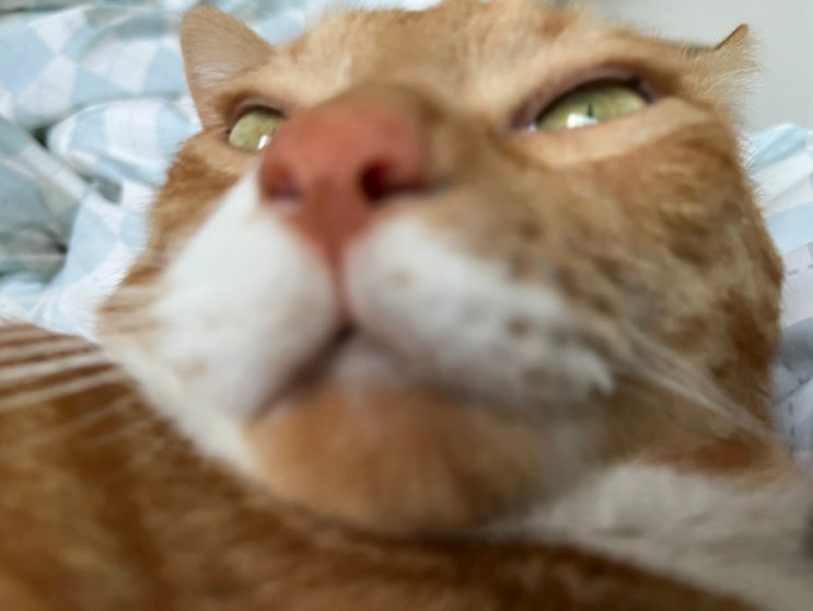  고양이 사진 귀여운 짤 6월 모음