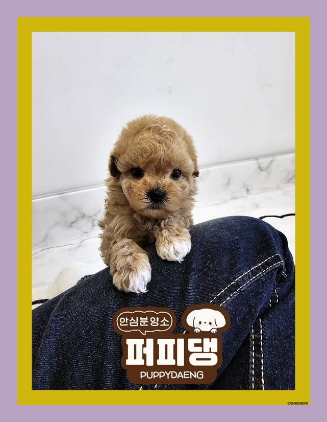  상주포메라니안입양 하루의 마무리