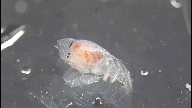  Phrosina semilunata  반달공머리옆새우 ツノウミノミ