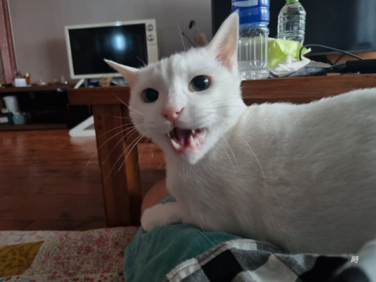  오늘도 생닭이 된 자