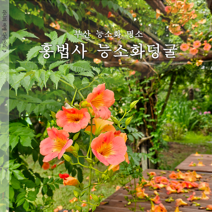  부산 능소화 명소 홍법사 능소화 덩굴 위치 개화 상황 안내