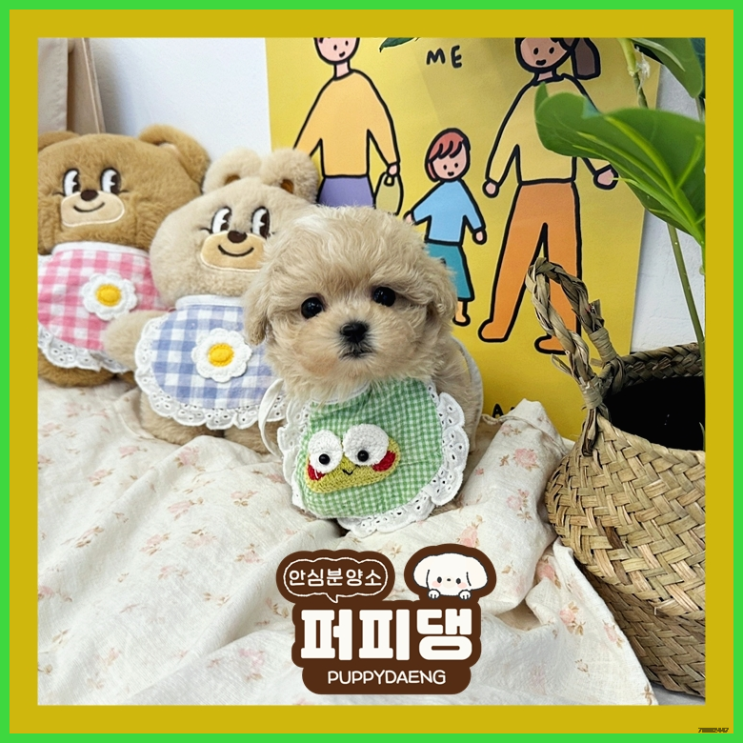  김천강아지무료분양 봄소풍 가자
