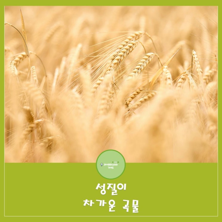 성질이 차가운 곡물| 몸의 열을 식혀주고 피로해소에 도움이 되는 음식