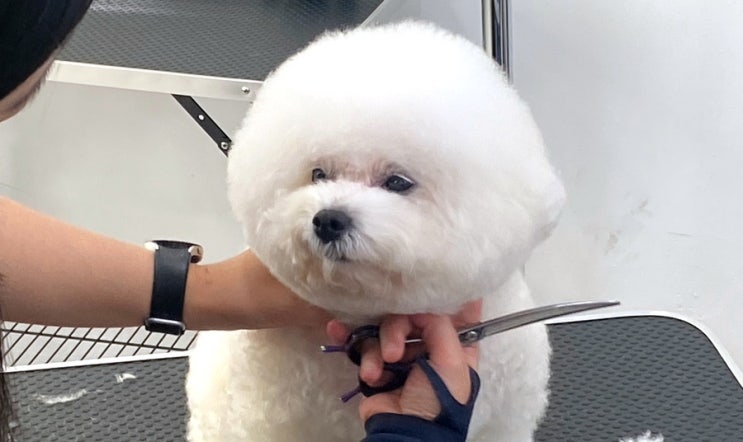  이바우펫 분당 애견미용학원 가정견미용실습 학원