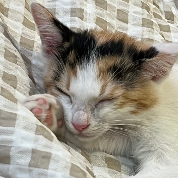  고양이 범백 증상 잠복기 키트 아기고양이 치료