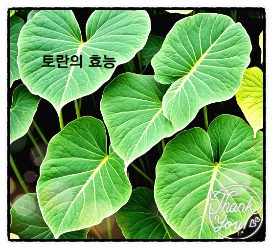  토란 효능 토란 요리