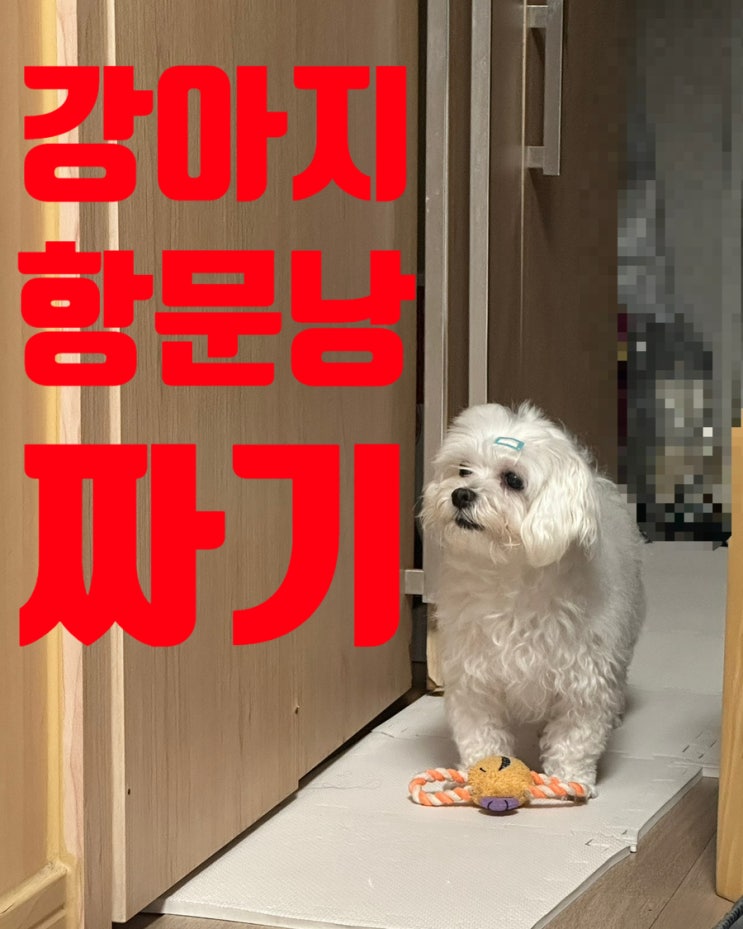  강아지 똥꼬스키 항문낭 짜기, 주기