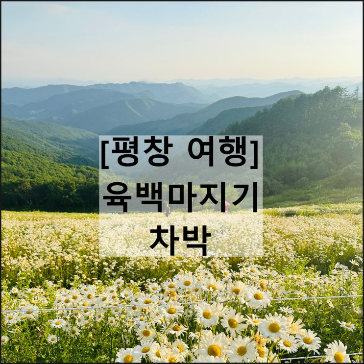  육백마지기 | 차박 데이지 일몰 은하수 일출 평창여행 날씨