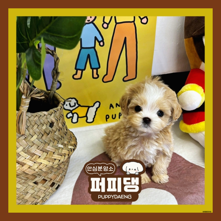 서천비숑프리제입양 완전 왕자야