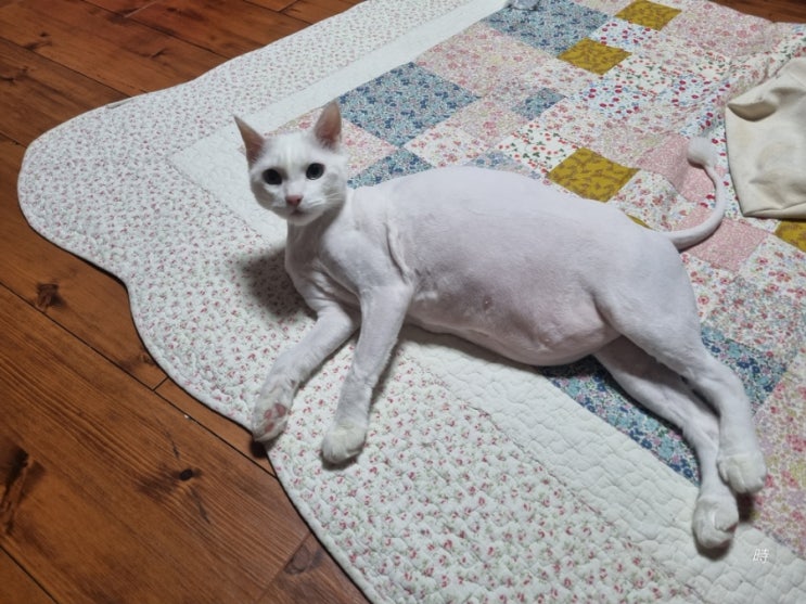  날씬해지고 싶다는 욕망