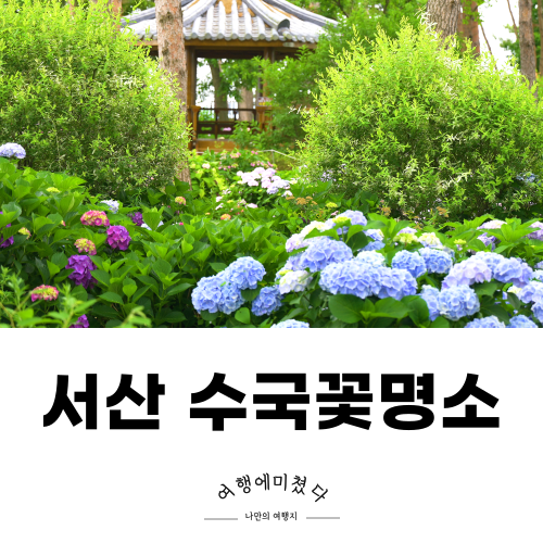 모월힐링숲 서산 수국꽃명소 가볼만한곳