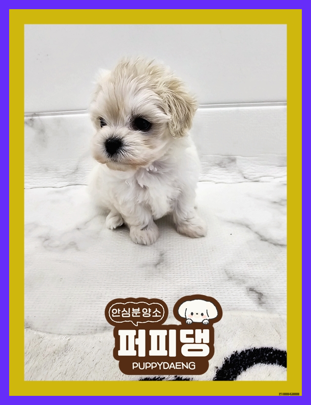  당진비숑프리제분양 한페이지의 시작