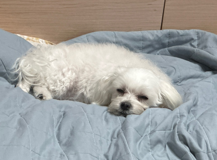  강아지(반려견) 수명 알고 계시나요?