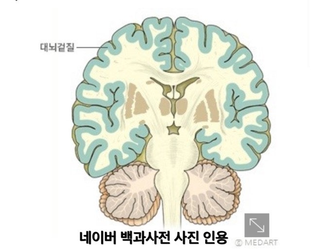 남자의 뇌와 여자의 뇌 구조와 차이 : 네이버 블로그