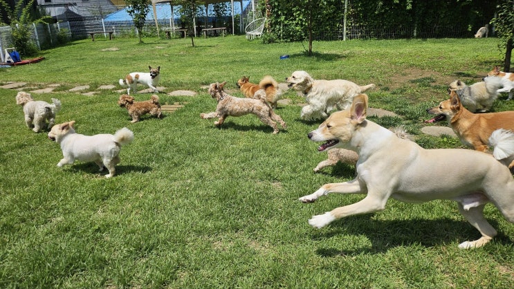  송파반려견놀이터 :) 소형견 대형견 운동장이 분리된 천연잔디 운동장 라드독