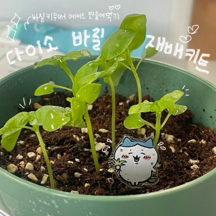  다이소 재배키트로 바질 키워서 잡아먹기