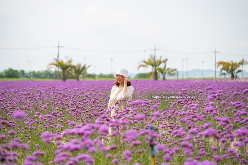사진 7