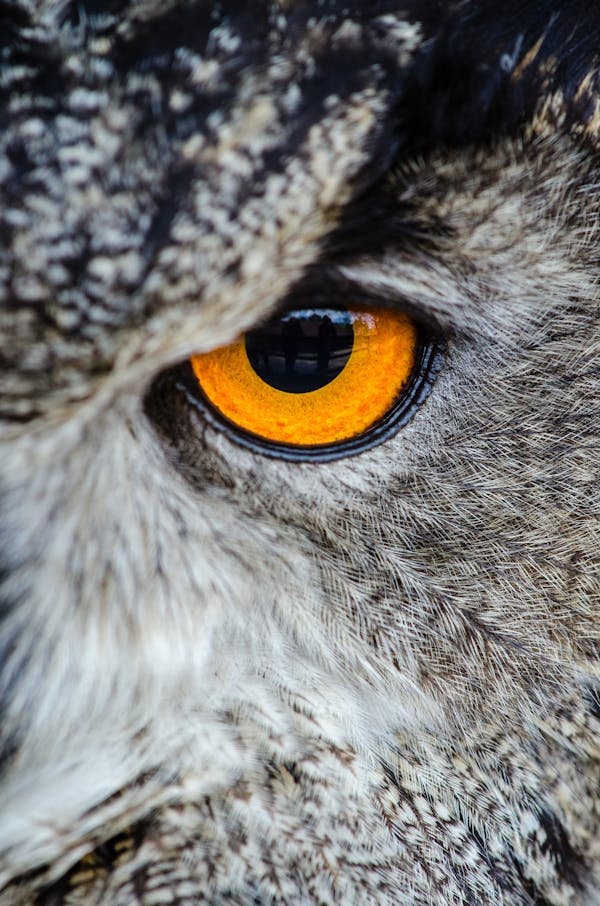  르오울인아이(Leowl in Eye) 브랜드는?2부