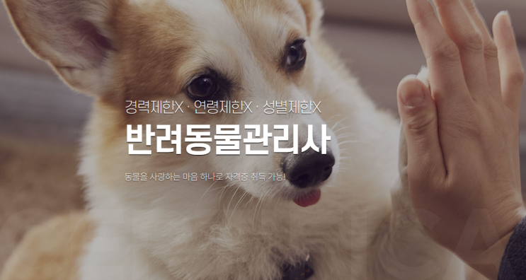  강아지훈련사자격증 브리더 펫시터 반려동물관리사