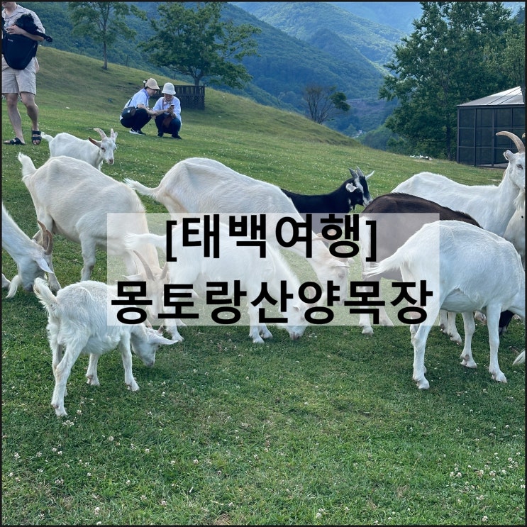  몬토랑산양목장 | 태백여행 태백카페 아이와함께 데이트