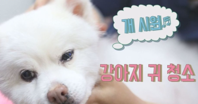  쉽게 하는 강아지 귀 청소하는 법 방법 귀 청소하기
