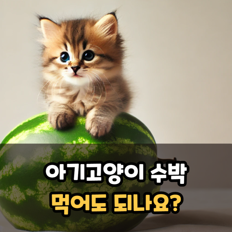  아기고양이 수박 먹어도 되나요?