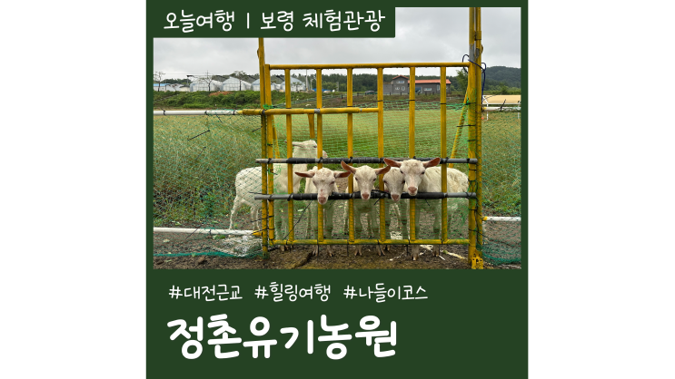 충남 보령 가볼만한곳 대전 근교 카페 보령펜션 정촌유기농원 힐링여행 충남 보령 가볼만한곳 대전 근교 카페 보령펜션 정촌유기농원 힐링여행