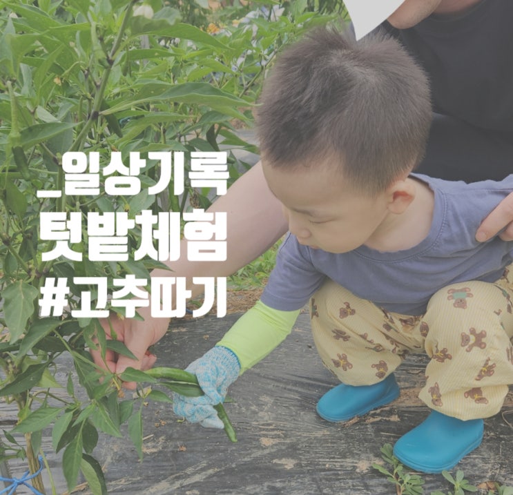  [자연관찰] 텃밭체험_할머니 텃밭에 놀러갔다왔어요 (24.6.29)