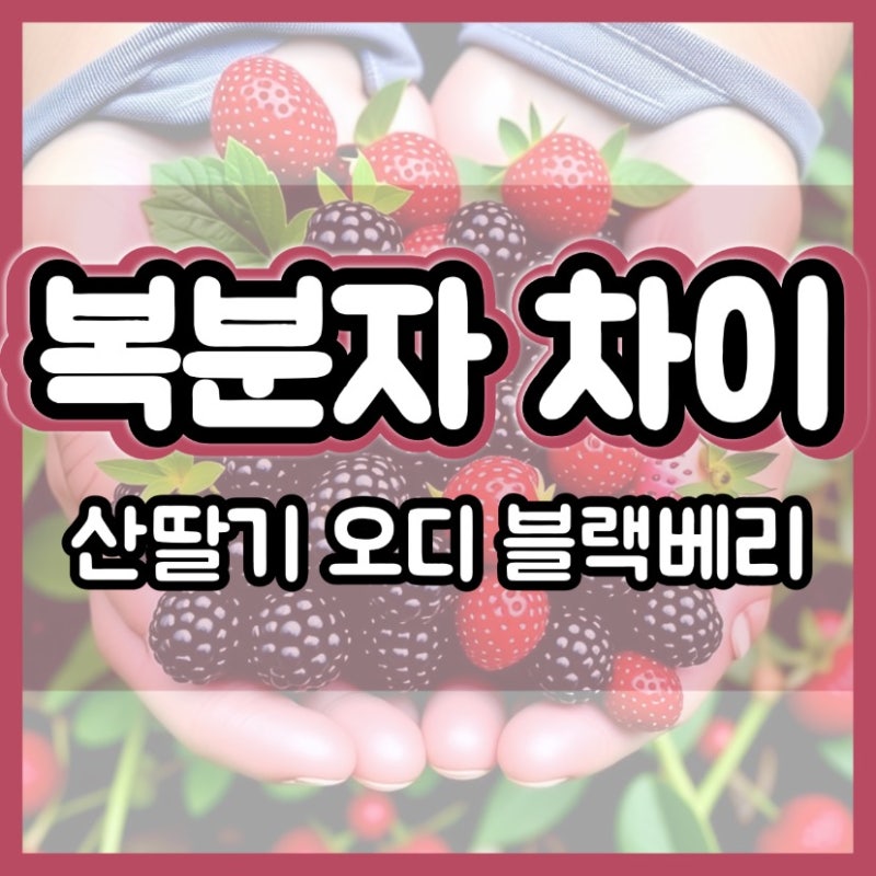 복분자 산딸기 차이 오디 블랙베리 차이도 알아 보자! 비교 제철 모양 칼로리