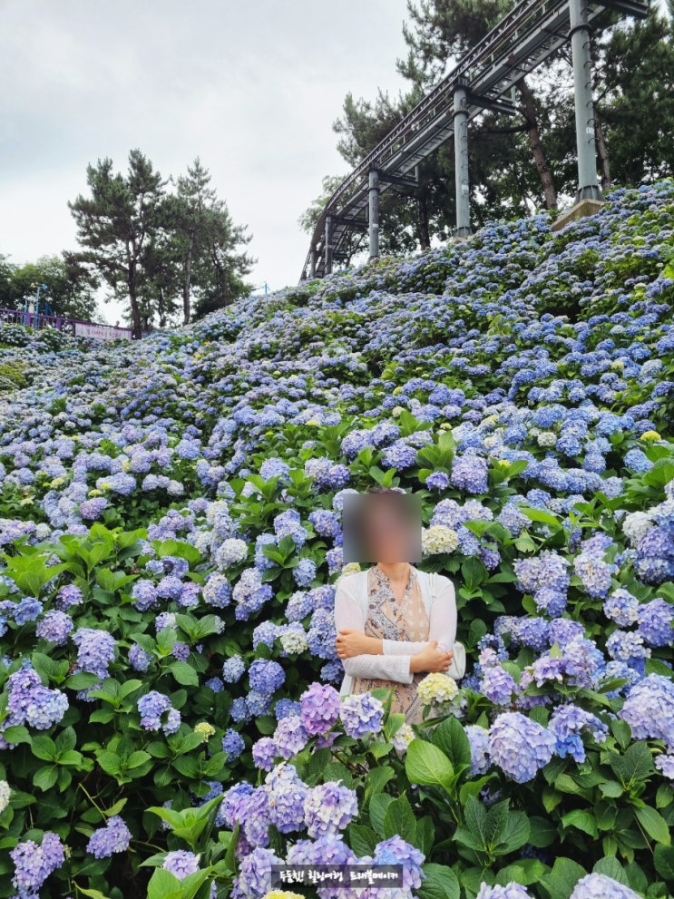  7월 국내여행지 추천 울산 장생포 수국 개화시기