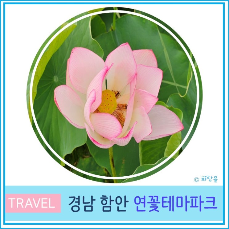  부산 근교 산책하기 좋은 함안 연꽃테마파크 7월 연꽃 명소 경남 여행