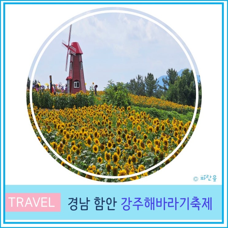  부산 근교 함안 강주마을 해바라기 축제 7월 경남 꽃 축제 실시간 개화상태 주차
