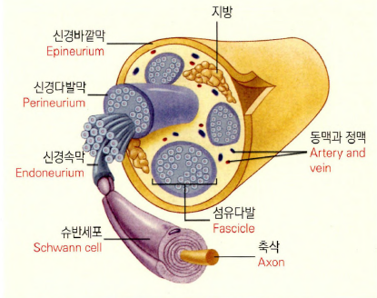  [부록] 신경세포와 신경아교세포