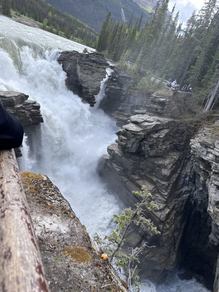  [2024 캐나다 워홀] 캐나다 로키산맥 여행의 서막: 재스퍼 애써배스카 폭포(Athabasca Falls) 투어. +내게 캘거리가 특별한 이유