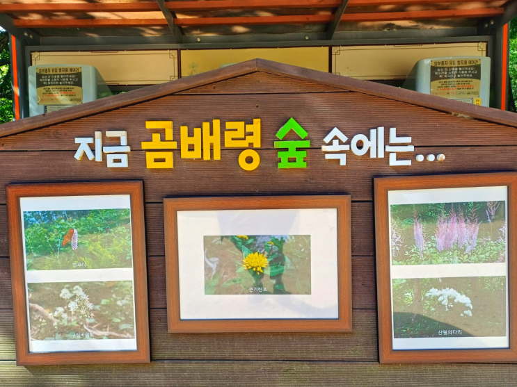  [강원도 기차여행] 곰배령 숙박 & 곰배령 트레킹(강선마을시작)