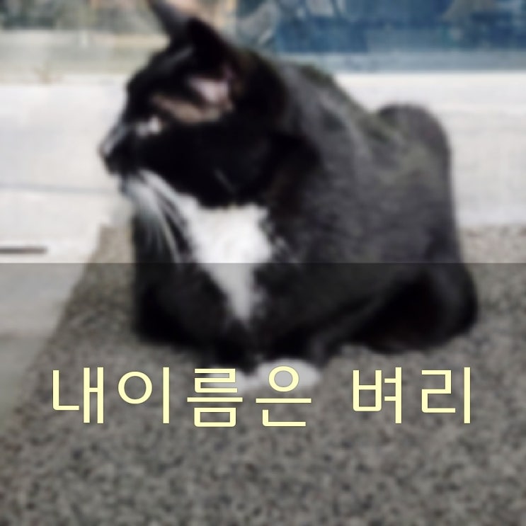  냐옹냐옹 개냥이를 보았는가 나는 간택당한 집사?