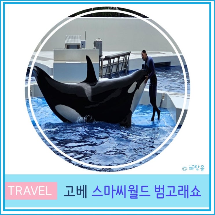  오사카 근교 여행 아이와 가볼 만한 곳 추천 고베 아쿠아리움 스마 씨월드 범고래 쇼