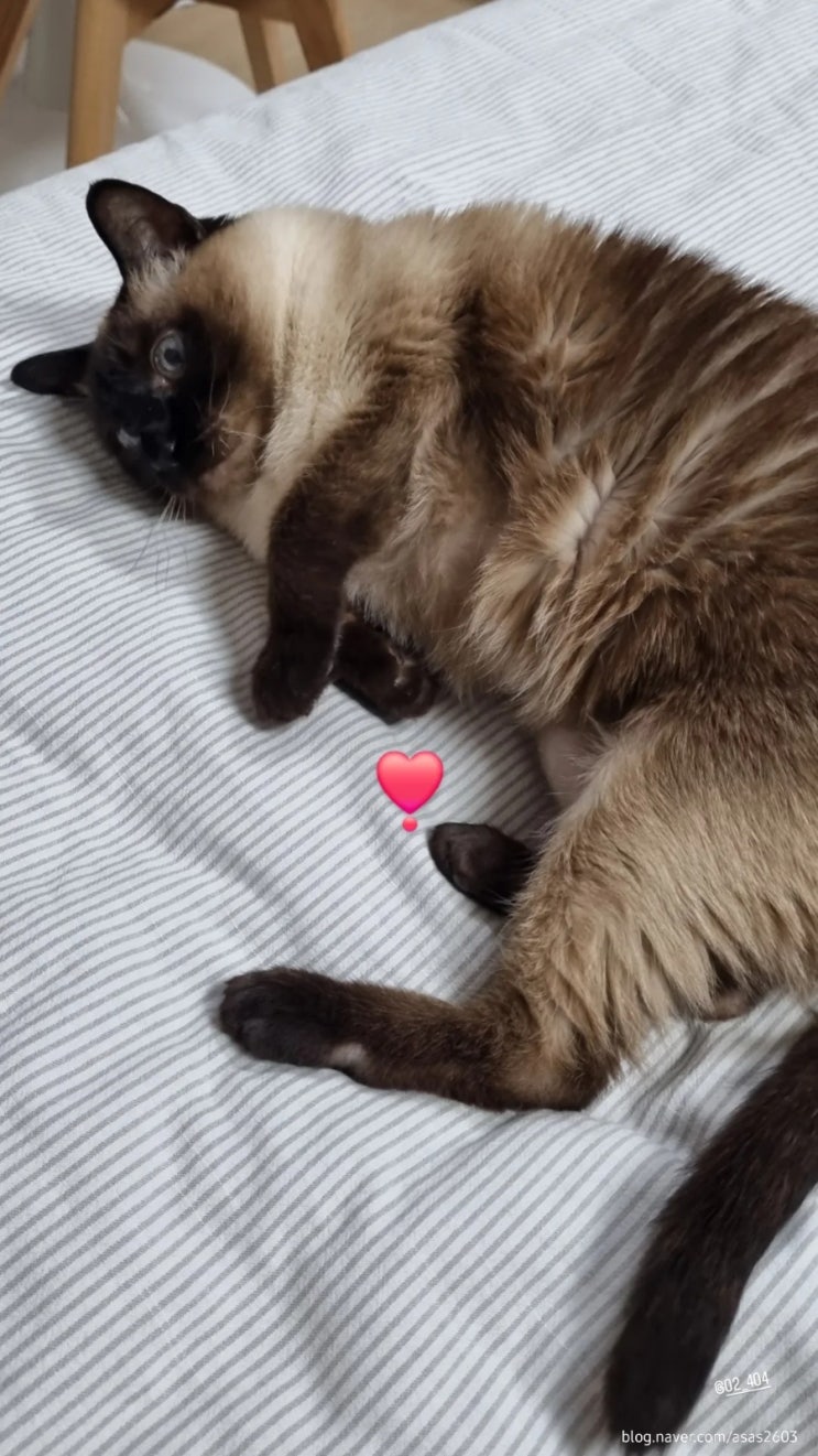  친구네 고양이, 치우와 함께한 5일간의 기록