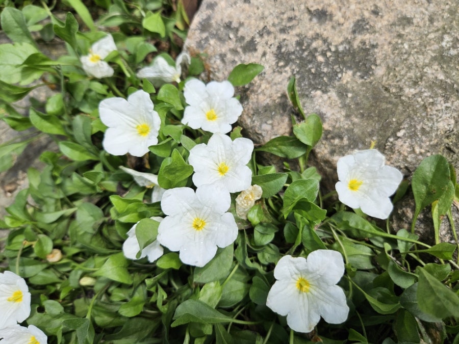 꽈배기진 금산사점 사진 3