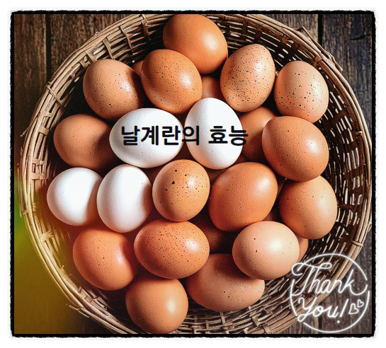  날계란 효능 날계란 먹어도 될까
