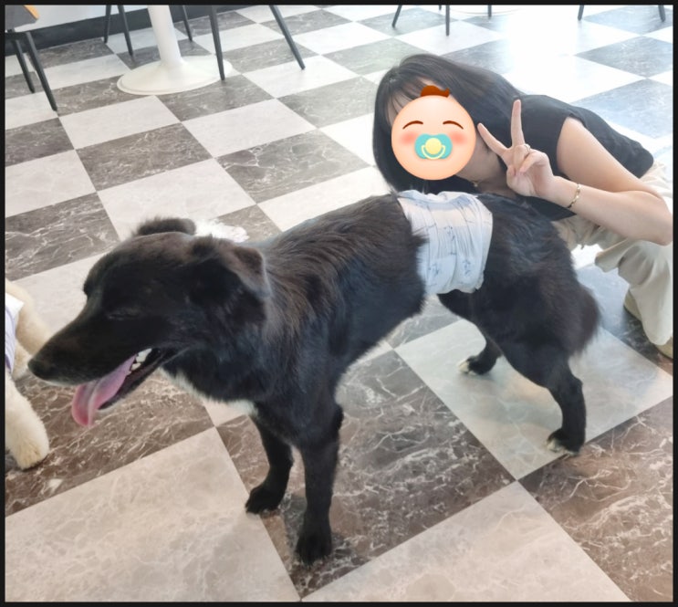  애견미용창업비용 도대체 얼마길래? 창업 준비까지 한 번에