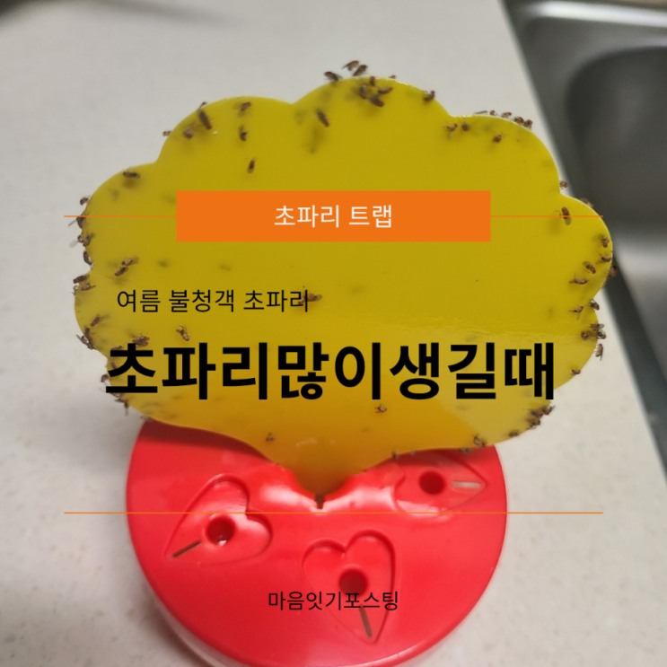  초파리가 많이 생길 때 초파리없애는 법