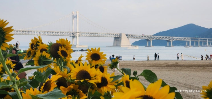  [국내여행]부산 광안리_민락해변공원 광안대교가 보이는 해바라기 정원