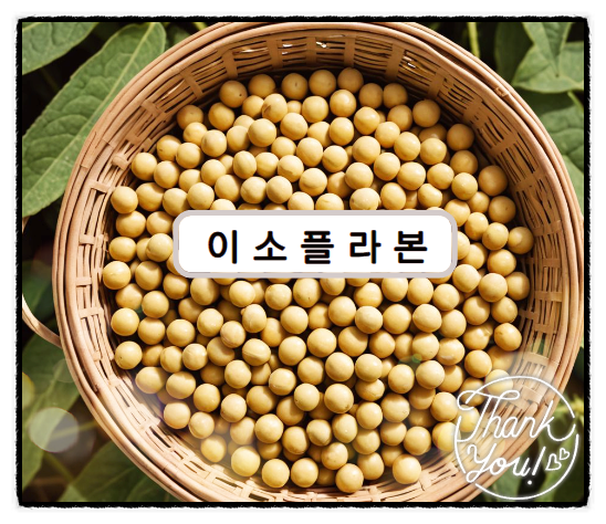  이소플라본 효능 콩속 식물성단백질