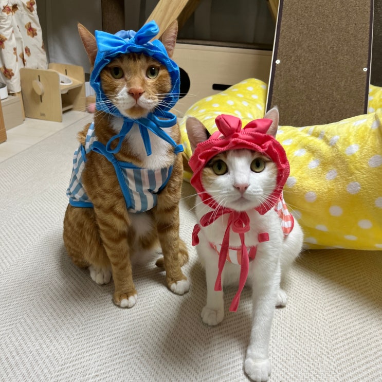  고양이 용품 추천 다이소 필수 가성비템 총정리