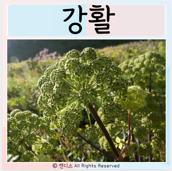  강활 효능 먹는법은? 주의사항 먹으면좋은점