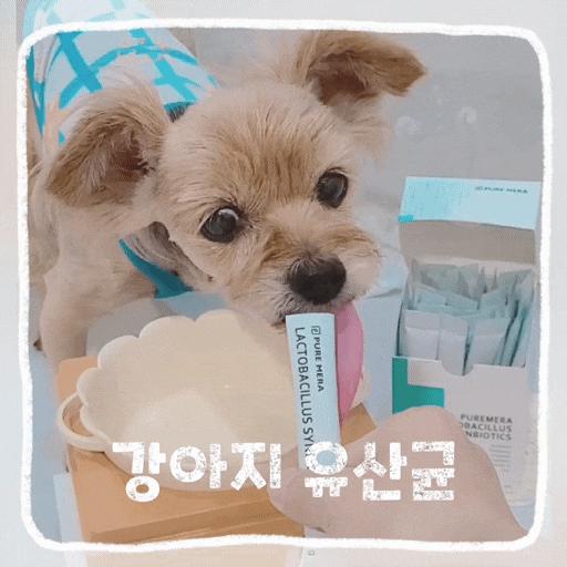  노견 강아지면역력영양제 애견 유산균 추천