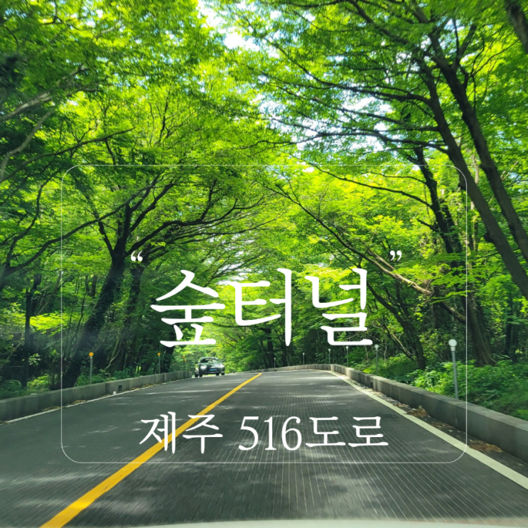  제주 516도로 숲터널 제주도 드라이브 코스