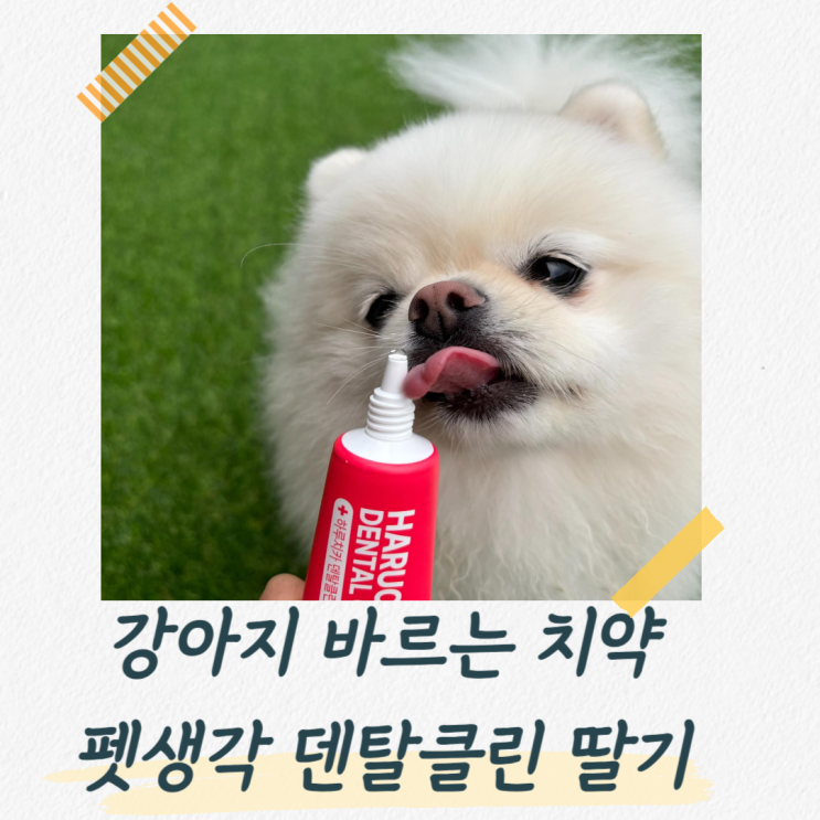  강아지 바르는 치약 펫생각 덴탈클린 딸기맛 내돈내산 후기