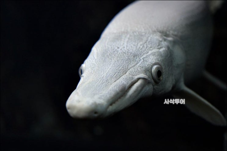  자카르타 따만미니 민물 박물관